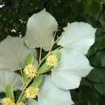 Hoa đoạn lá bạc