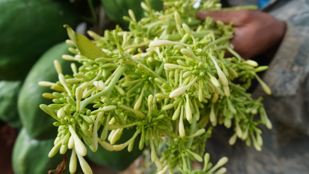 Hoa đu đủ đực