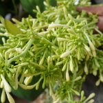 Hoa đu đủ đực