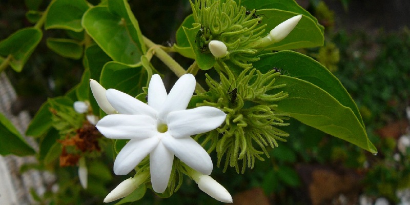 Đặc điểm của loài hoa đuổi muỗi và an thần