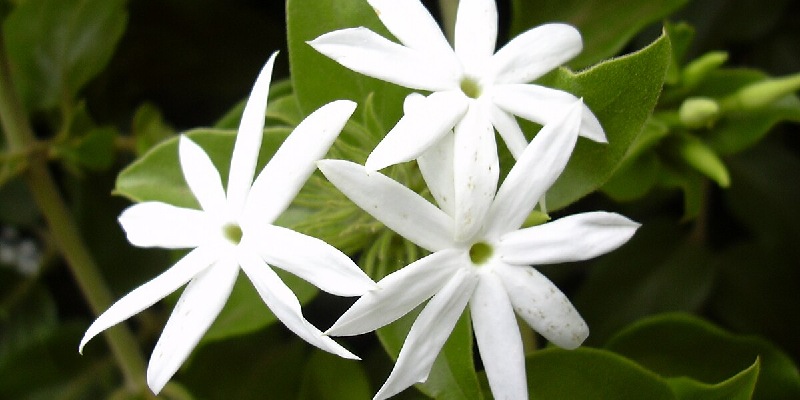 Nguồn gốc ra đời và ý nghĩa của hoa lài