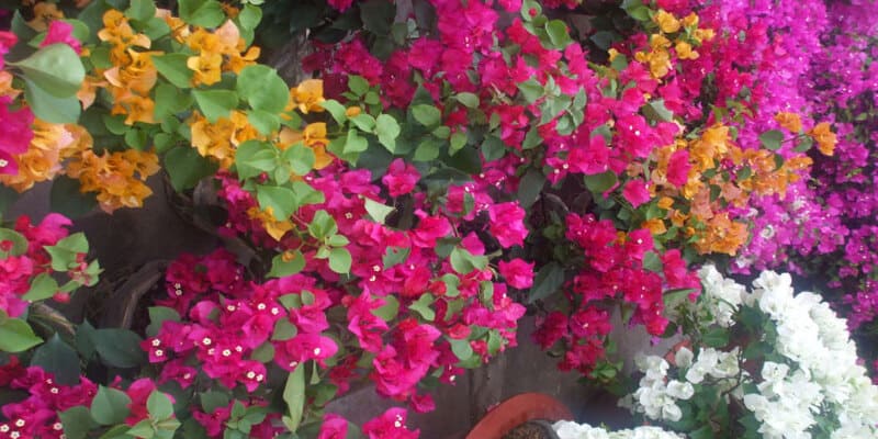 Hoa giấy chính là top hoa có màu sắc rực rỡ hút mắt người ngắm