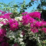 Hoa giấy ở vị trí đầu trong top hoa nhiều màu sắc nhất