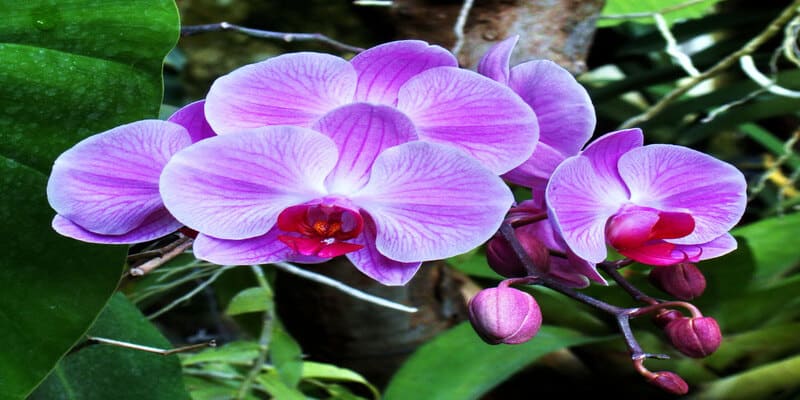 Hoa hoàng lan thường được sử dụng để chiết xuất nước hoa