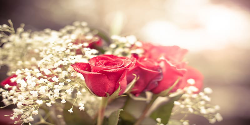 Hoa hồng là top hoa tặng nhân viên chúc mừng ý nghĩa