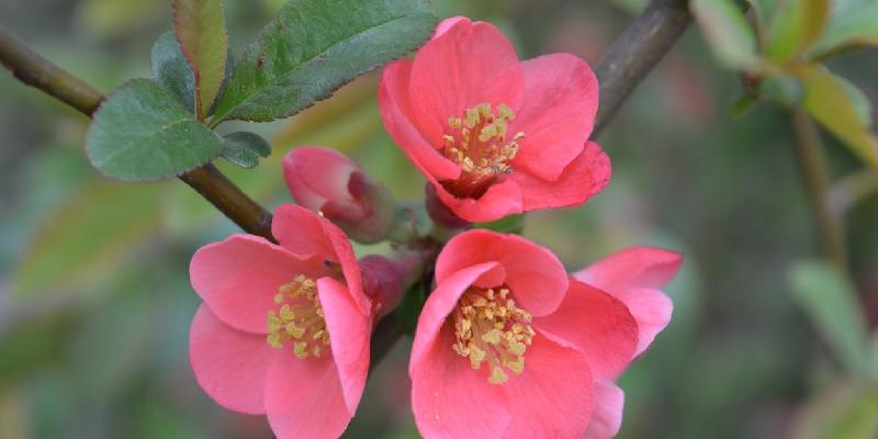 hoa "kỵ" mùa hè - Hoa hồng nhung