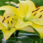 Hoa loa kèn chính là top hoa thay cho lời cảm ơn nên chọn