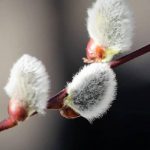 Hoa nụ tầm xuân