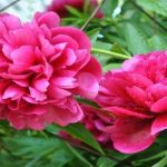 Hoa phù dung chính là loài hoa sở hữu nhiều sắc màu