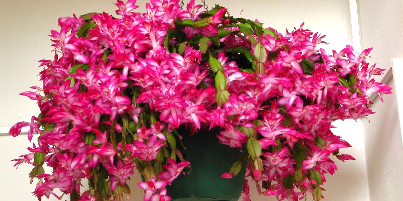 Nguồn gốc hình thành của hoa càng cua