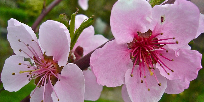 Nguồn gốc hình thành của hoa đào