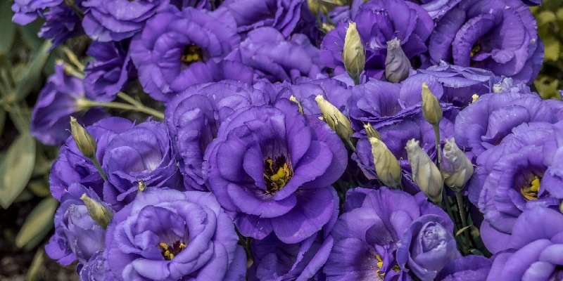 Ý nghĩa hoa cát tường tím