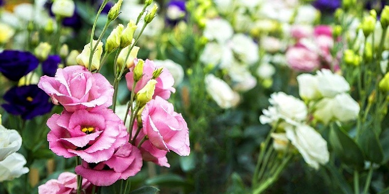 Giới thiệu đôi nét về hoa cát tường