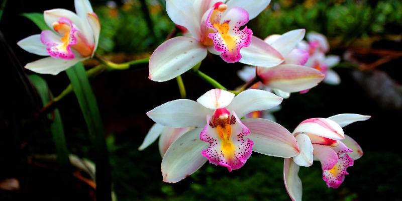 Giới thiệu vài thông tin sơ lược về loài hoa lan