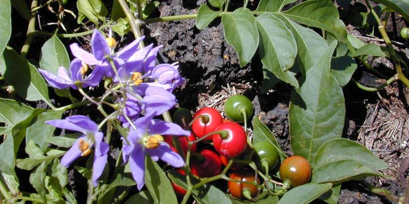 Giới thiệu chung về hoa tiêu nương