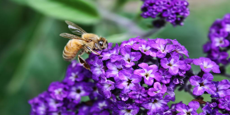 Đặc điểm của hoa vani tím