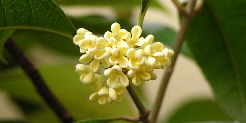 Giới thiệu đôi nét về hoa mộc hương