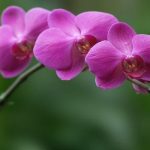 Lan Hồ Điệp chính là top hoa mừng thọ ấn tượng bạn nên chọn