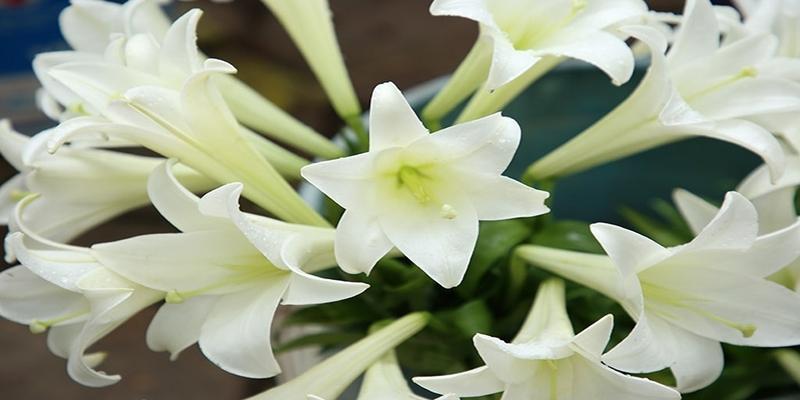 Loa kèn là hoa có cánh to đẹp mắt vô cùng ấn tượng