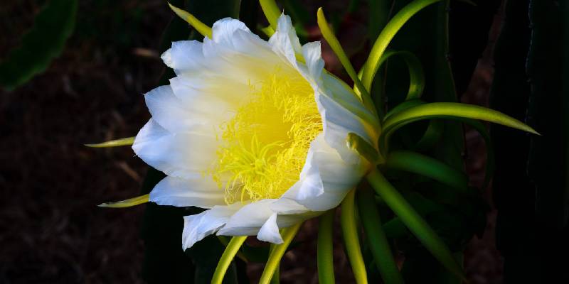 Lợi ích của hoa thanh long