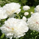 Cúc mẫu đơn là lựa chọn tốt trong top hoa cho cô nàng cá tính