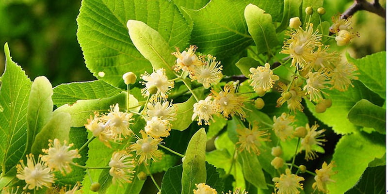 Đôi nét về hoa đoạn lá bạc