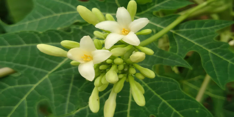 Những điều bạn cần biết về loài hoa đu đủ đực