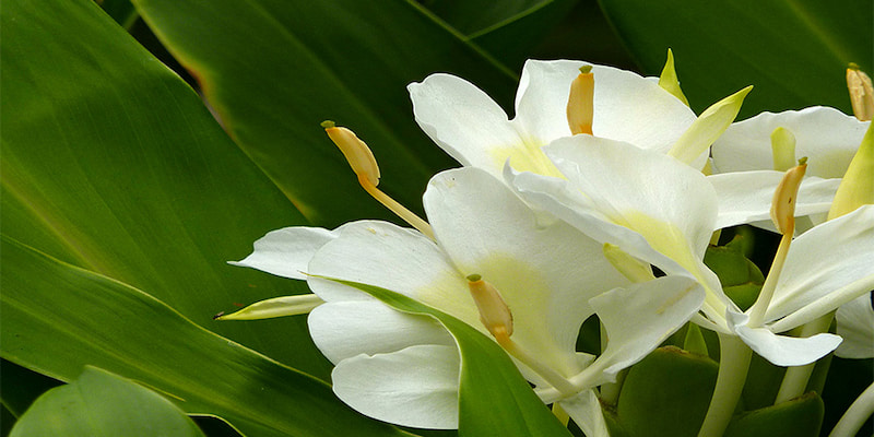 Đặc điểm và hình dạng của hoa ngải tiên