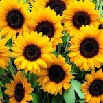 Top hoa biểu trưng cho sự mạnh mẽ - Hoa hướng dương