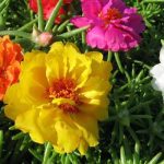 Top hoa của mùa hè - Hoa mười giờ