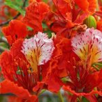 Top hoa của mùa hè - Hoa phượng vĩ