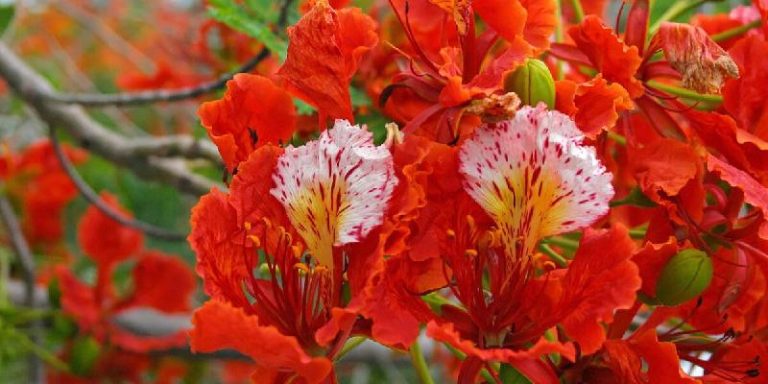 Top hoa của mùa hè - Hoa phượng vĩ