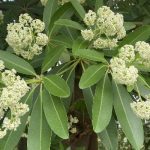 Top hoa của mùa thu - Hoa sữa