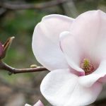 Top hoa của mùa xuân - Hoa mộc lan