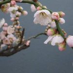 top-hoa-dac-trung-cua-nguoi-Nhat-Ban-hoa-mo