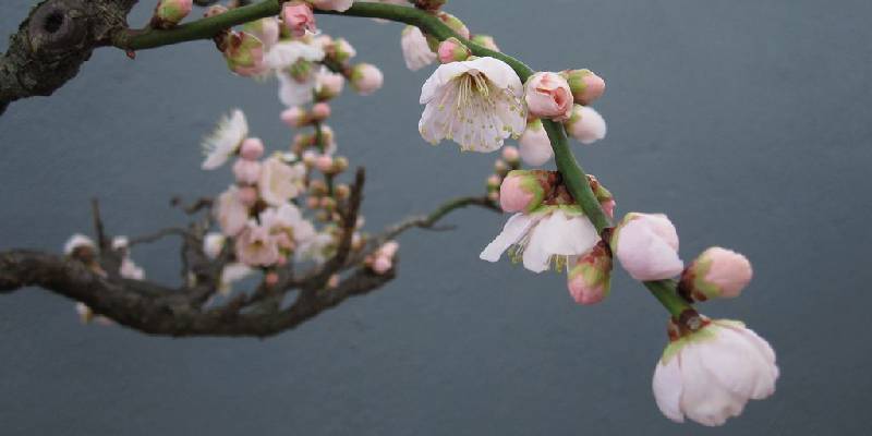 top-hoa-dac-trung-cua-nguoi-Nhat-Ban-hoa-mo