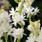 Hoa huệ - Top hoa đặc trưng của người miền Trung