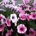 Hoa dạ yến thảo