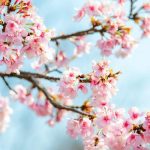 Top hoa màu đặc biệt nhất thế giới - Hoa anh đào