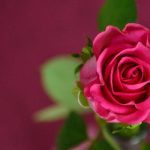 Top hoa màu đặc biệt nhất thế giới - Hoa hồng