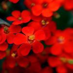 Top hoa màu đỏ rực