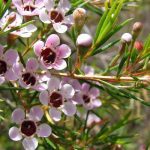 Hoa thanh liễu là loài hoa nhập khẩu dễ trồng