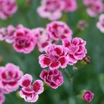 Top hoa "quý tộc" - Hoa cẩm chướng