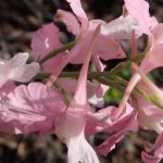 Top hoa "quý tộc" - Hoa phi yến