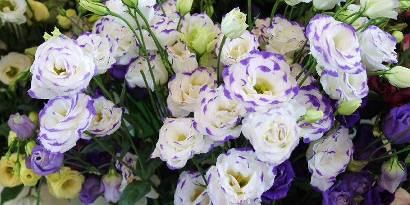 Top hoa tặng anh - Hoa cát tường