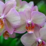 Top hoa tặng chị - Hoa lan hồ điệp