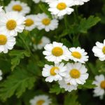 top-hoa-tang-tot-nghiep-hoa-cuc-tana