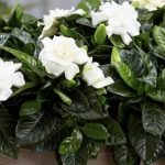 Top hoa thể hiện sự lạc quan - Hoa dành dành