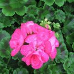 Top hoa trồng bằng cách cắm cành - Hoa phong lữ