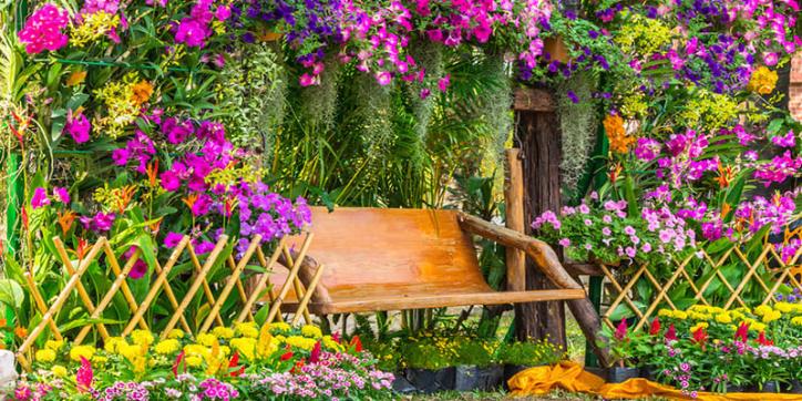 Hoa giấy là một trong top hoa trồng cắm cành dễ sống